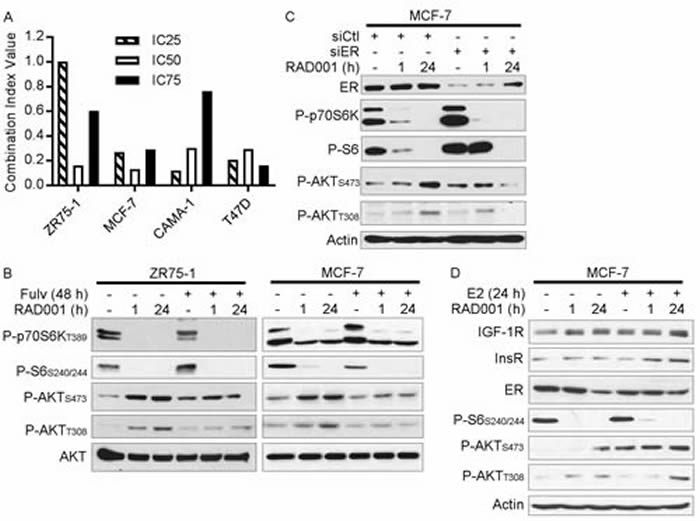 Figure 1: Loss of ER activity abrogates mTORC1 inhibitor-induced feedback activation of PI3K/AKT.
