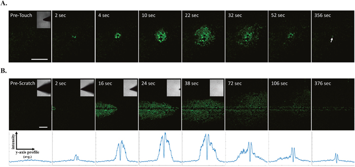 Figure 1: Real-time scratch assay reveals early calcium signaling in MCF-7 cells in response to wounding. (A)