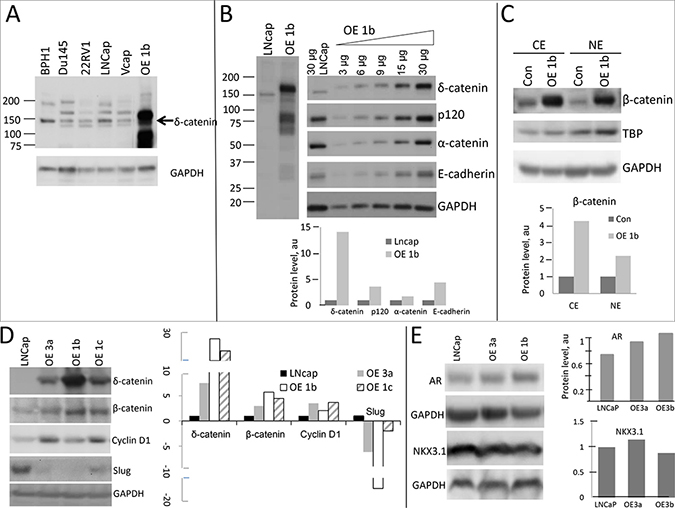 Figure 4: Characterization of &delta;-catenin binding complex.