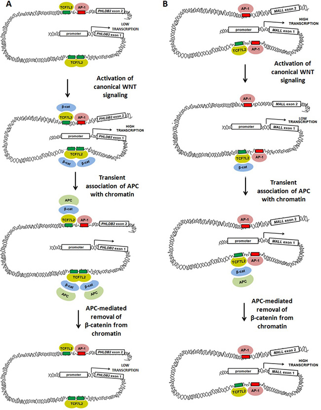 Figure 7: Models of WNT-mediated transcriptional activation and repression involving TCF7L2, AP-1, &beta;-catenin and APC.
