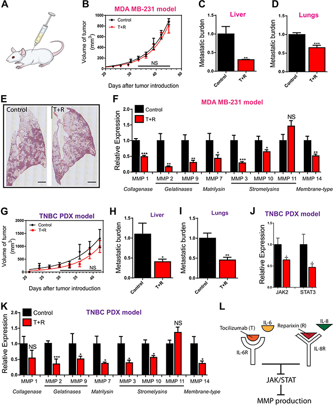 Figure 4: RNA sequencing of PDX tumors. (A)