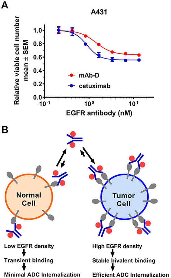 Figure 1: Strategy to develop an effective EGFR ADC. (A)