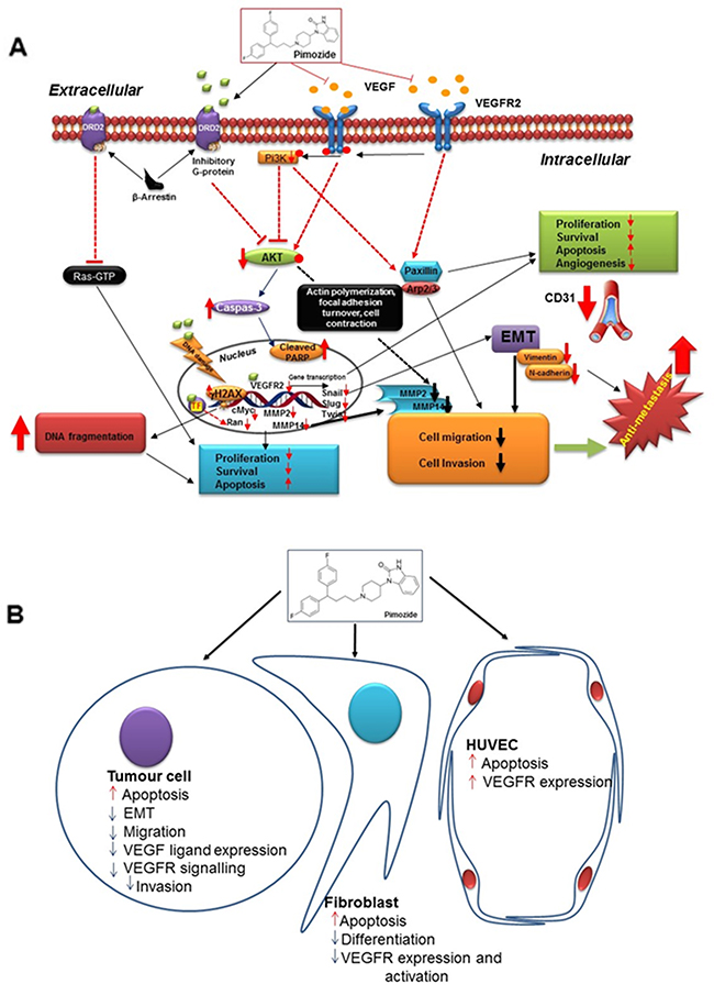 Figure 8: Summary figure of proposed pimozide mechanisms.