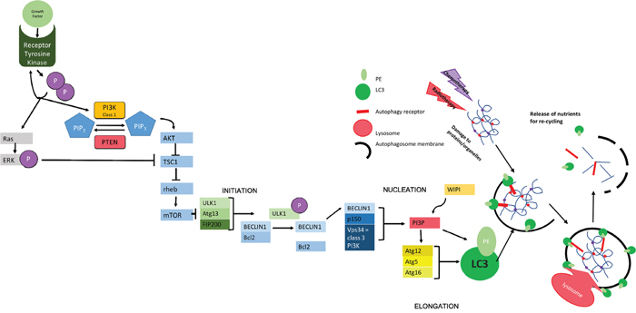 Figure 1: Molecular Mechanisms of Autophagy.