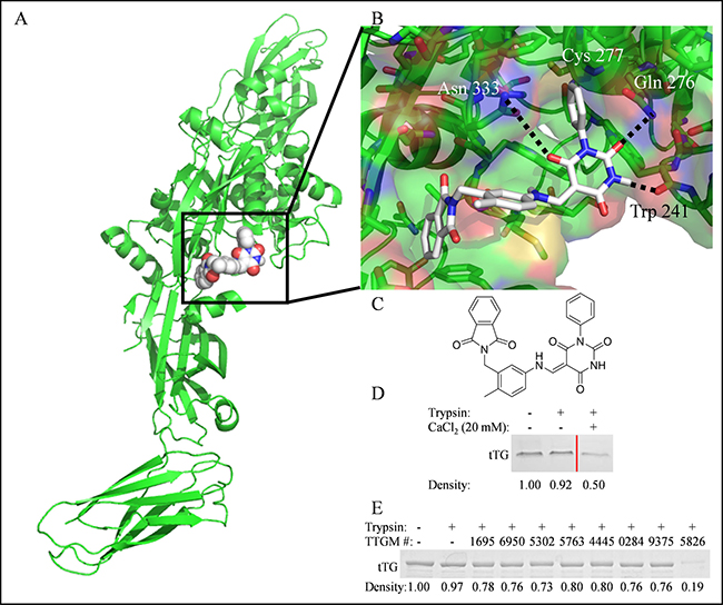 Figure 2: The identification of TTGM 5826 as a potential modulator of tTG conformation. (A)