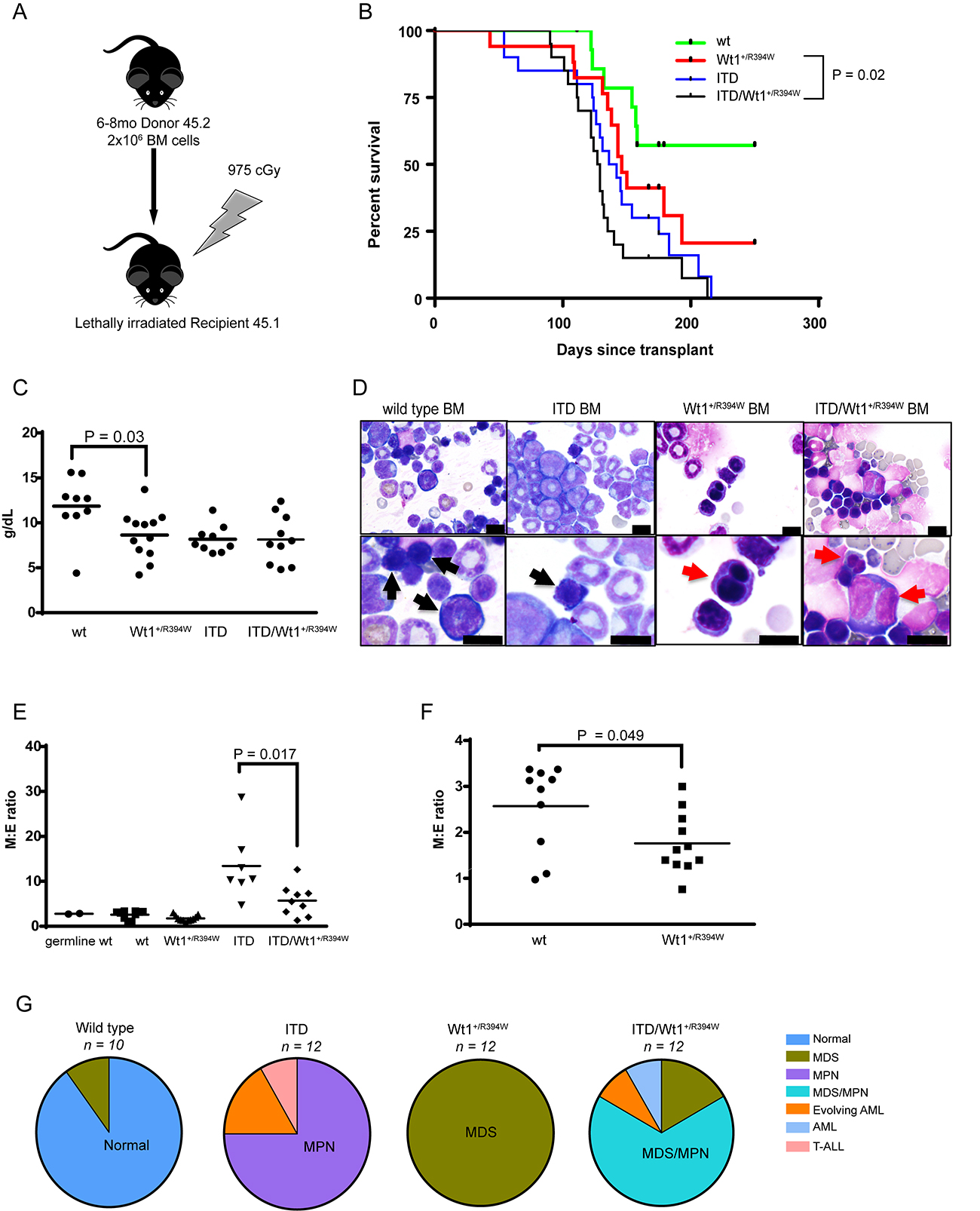 Figure 5: Hematologic characterization of a transplant model of  Wt1<sup>+/R394W</sup> x  Flt3<sup>+/ITD</sup>. (A)