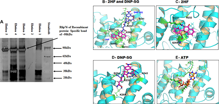 Figure 4: Docking of 2HF, DNPSG and ATP to RLIP76. (A)
