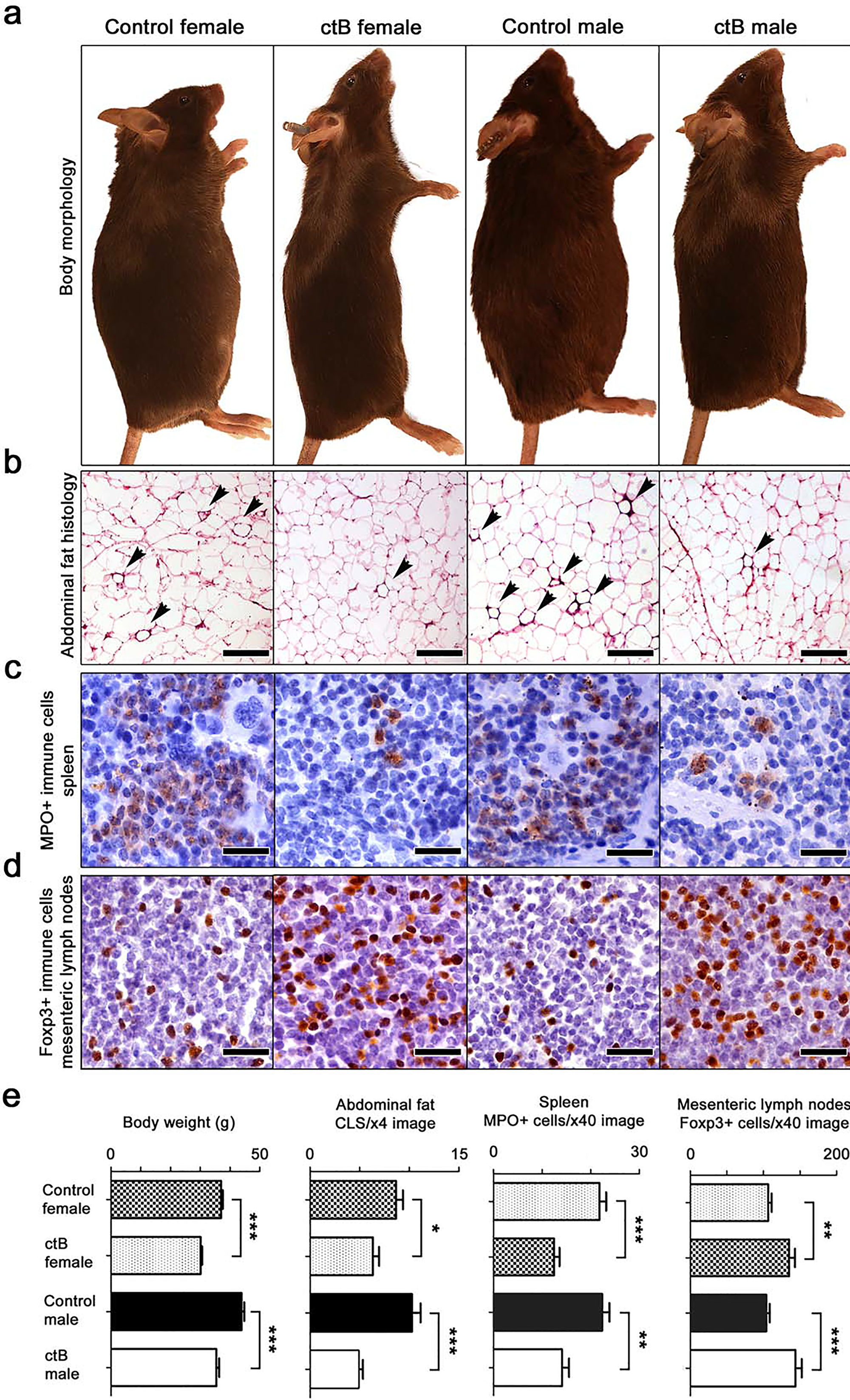 Figure 1: Early-life intervention with ctB rescues mice from age-associated obesity and inflammation.