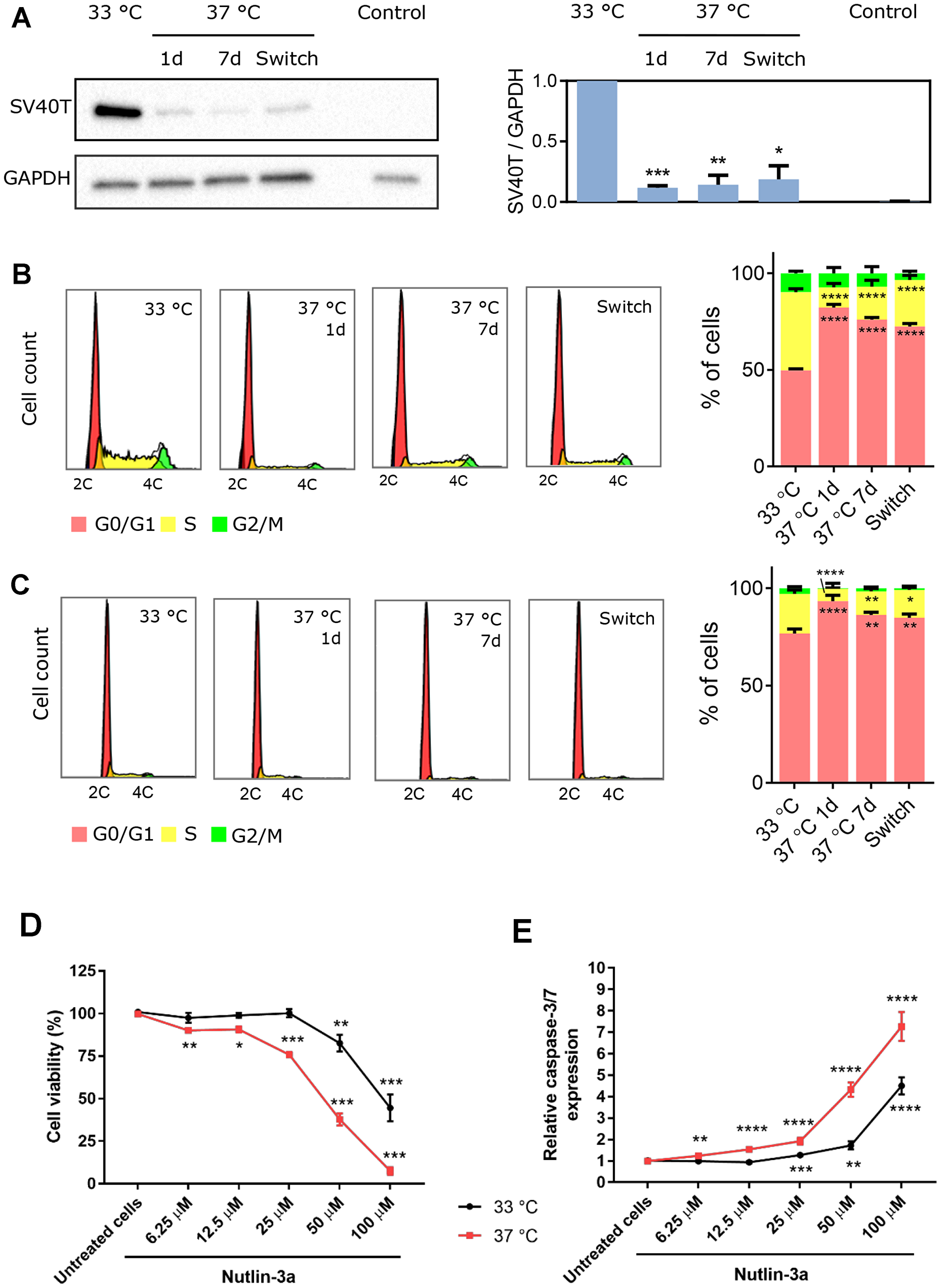 Figure 1: Temperature-dependent effect of SV40T expression on ciPTEC-OAT1 proliferation and apoptosis-sensitivity.