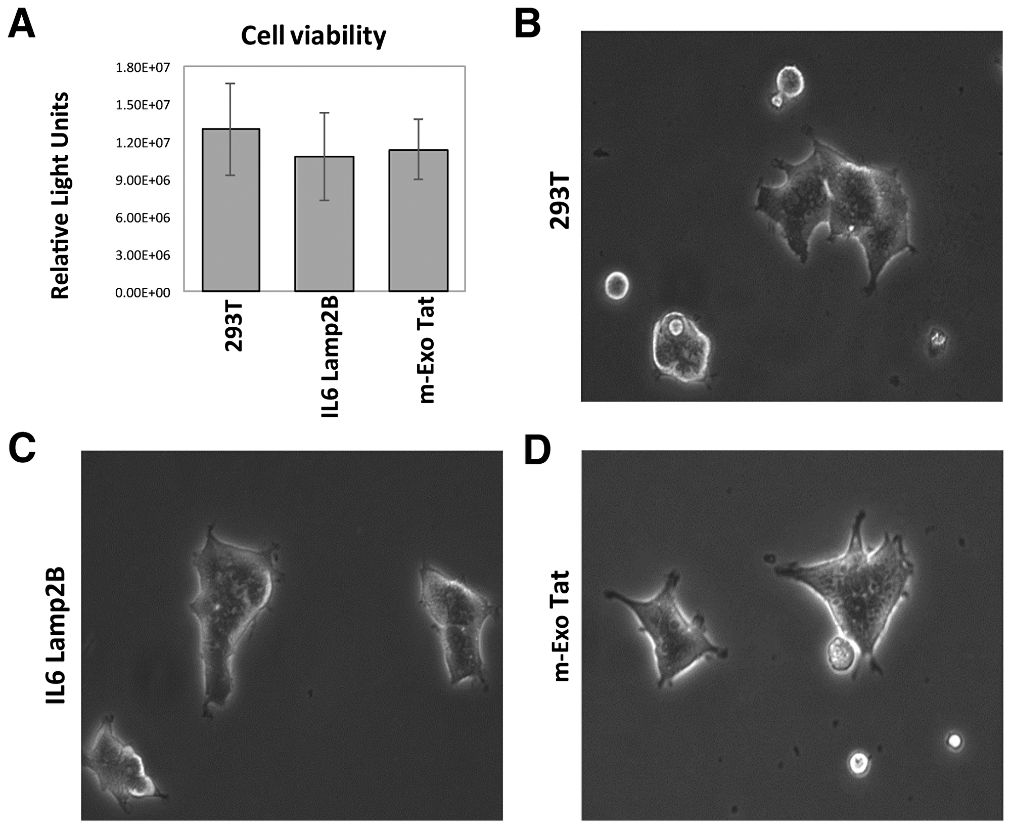Figure 1: Physiological and morphological characteristics of the 293T and the transfected IL16 Lamp2B and m-EXO Tat cell lines.
