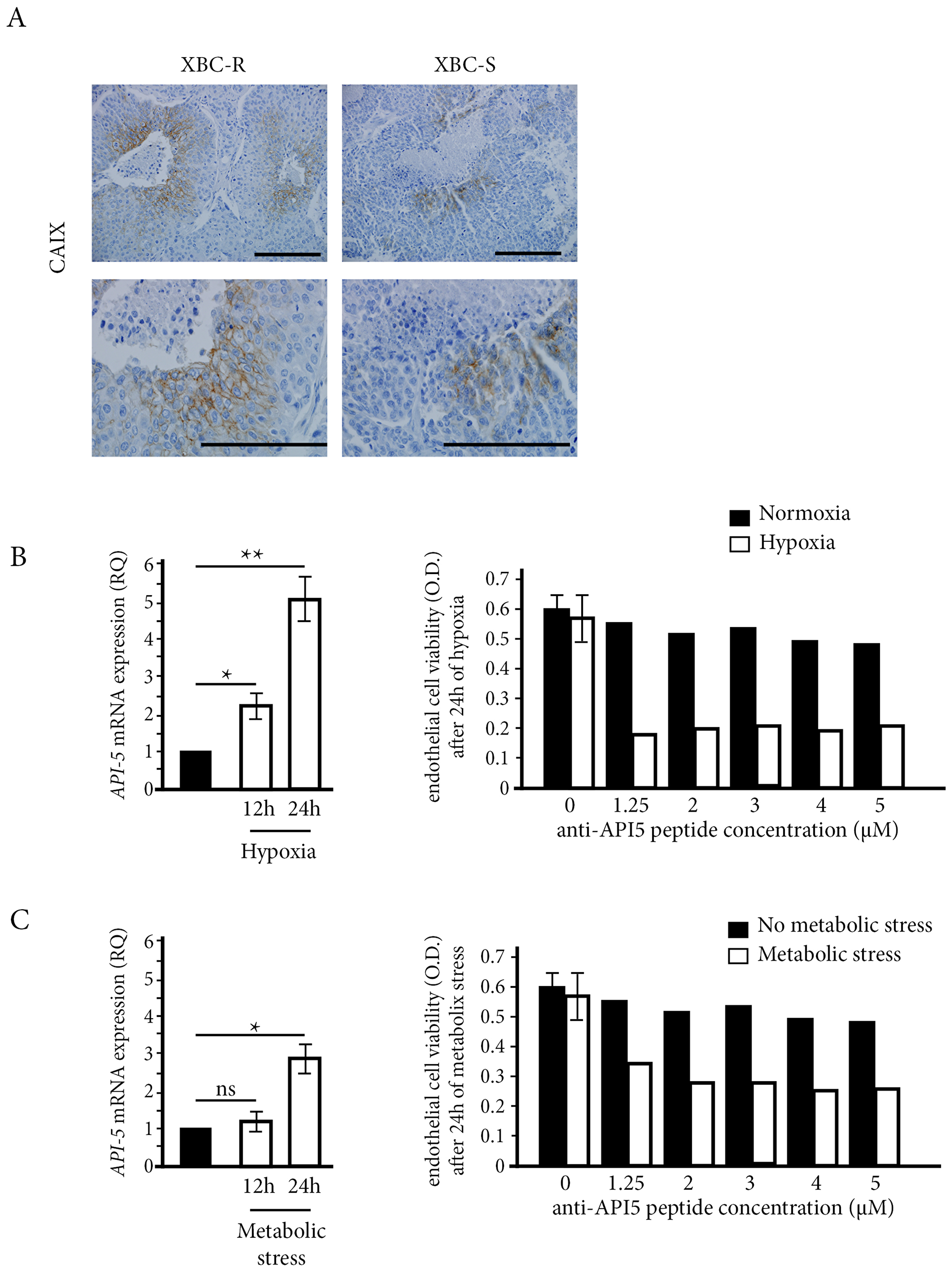 Figure 4: The influence of stress conditions on API-5 expression and inhibition. (A)