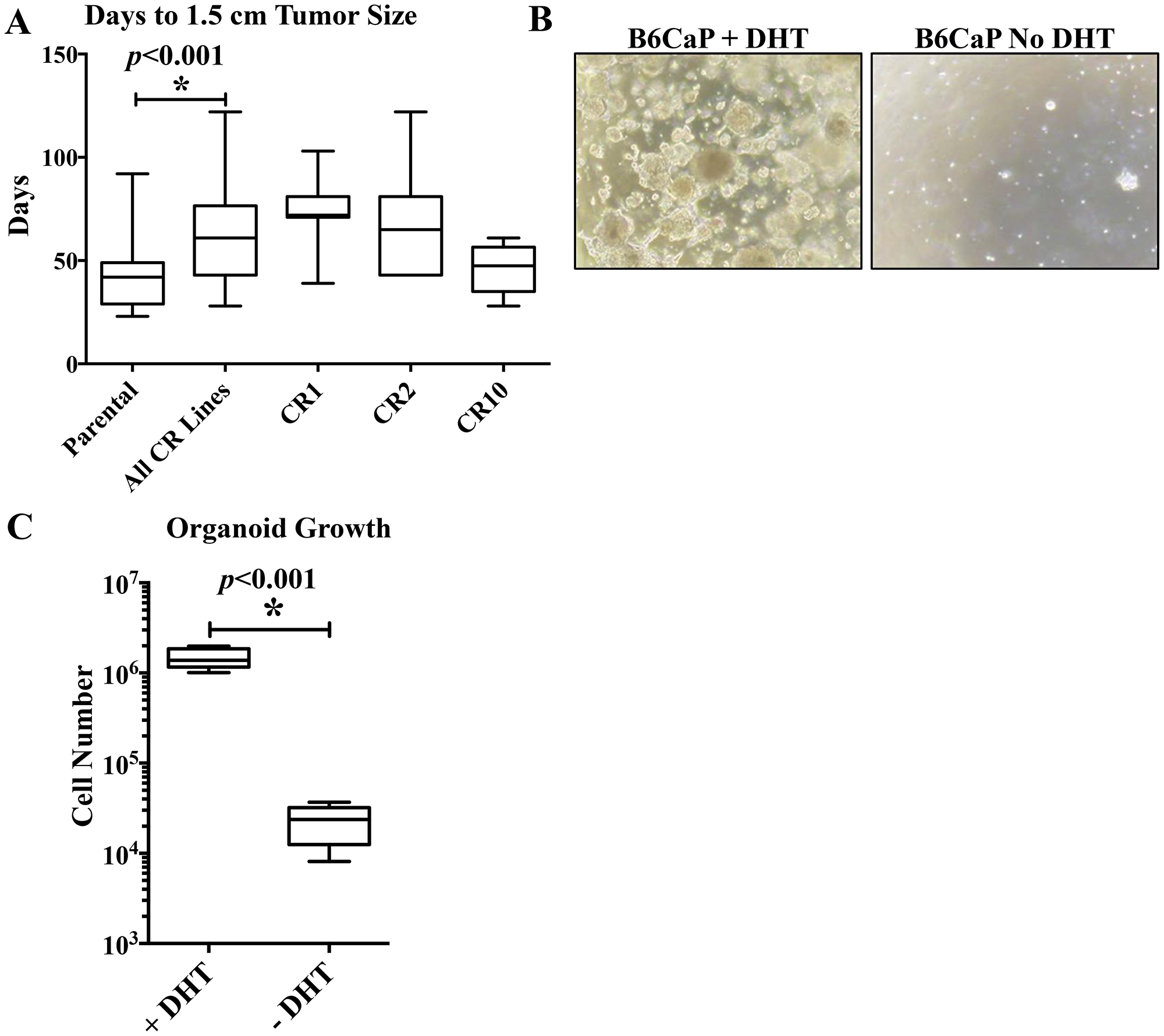 Figure 5:  in vivo and  ex-vivo growth kinetics of B6CaP.