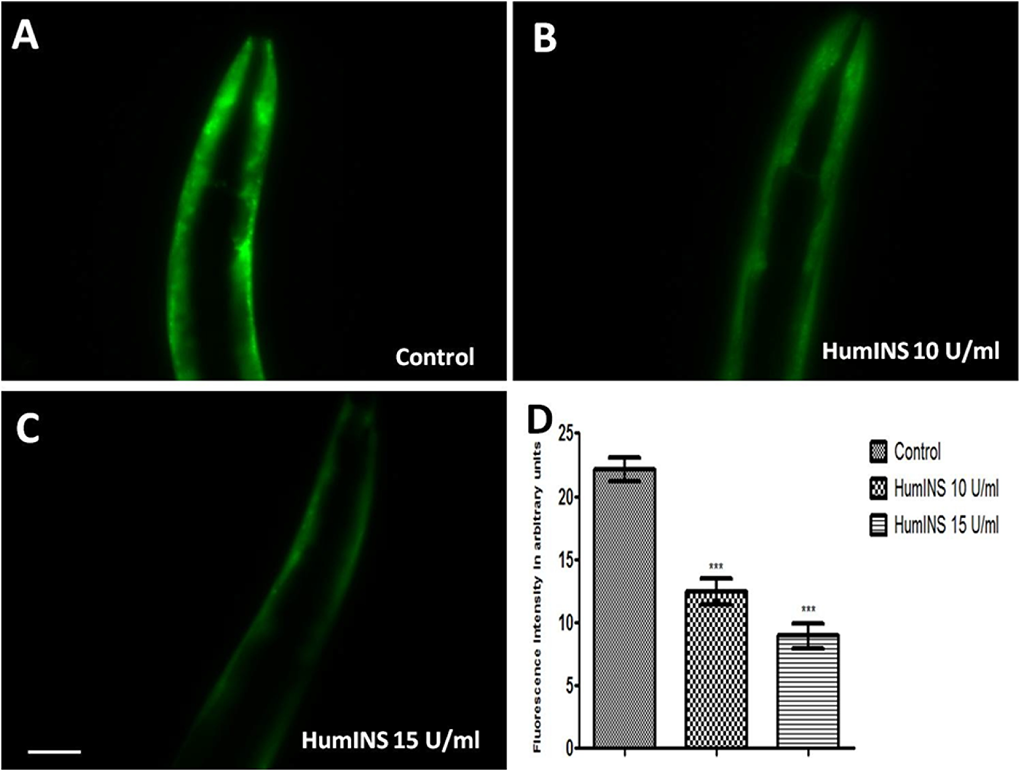 Figure 1: Effect of HumINS on &alpha;-syn expression.
