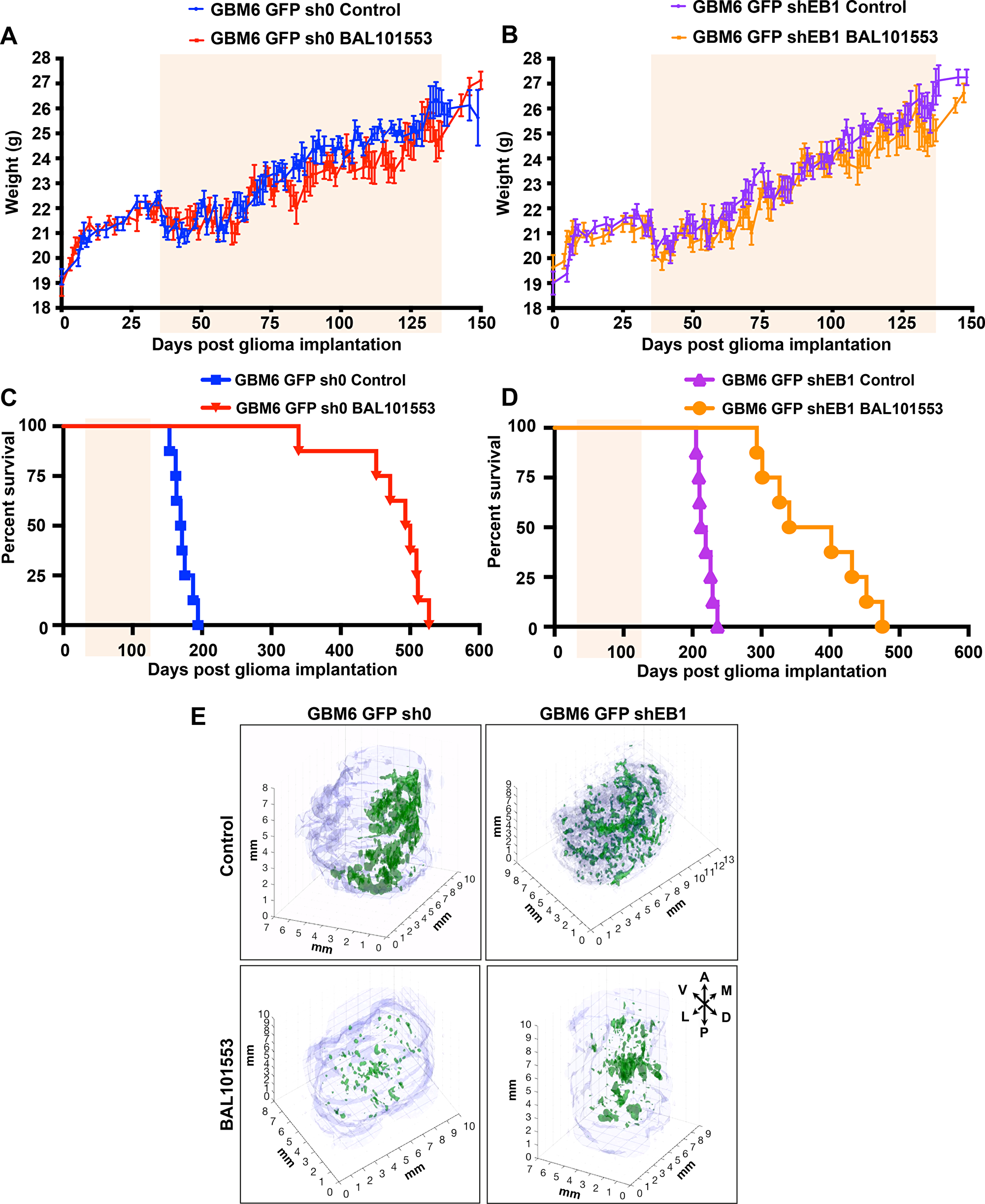 Figure 1: BAL101553 treatment enhances survival and reduces tumor growth in mice orthotopically grafted with GBM6 cells.