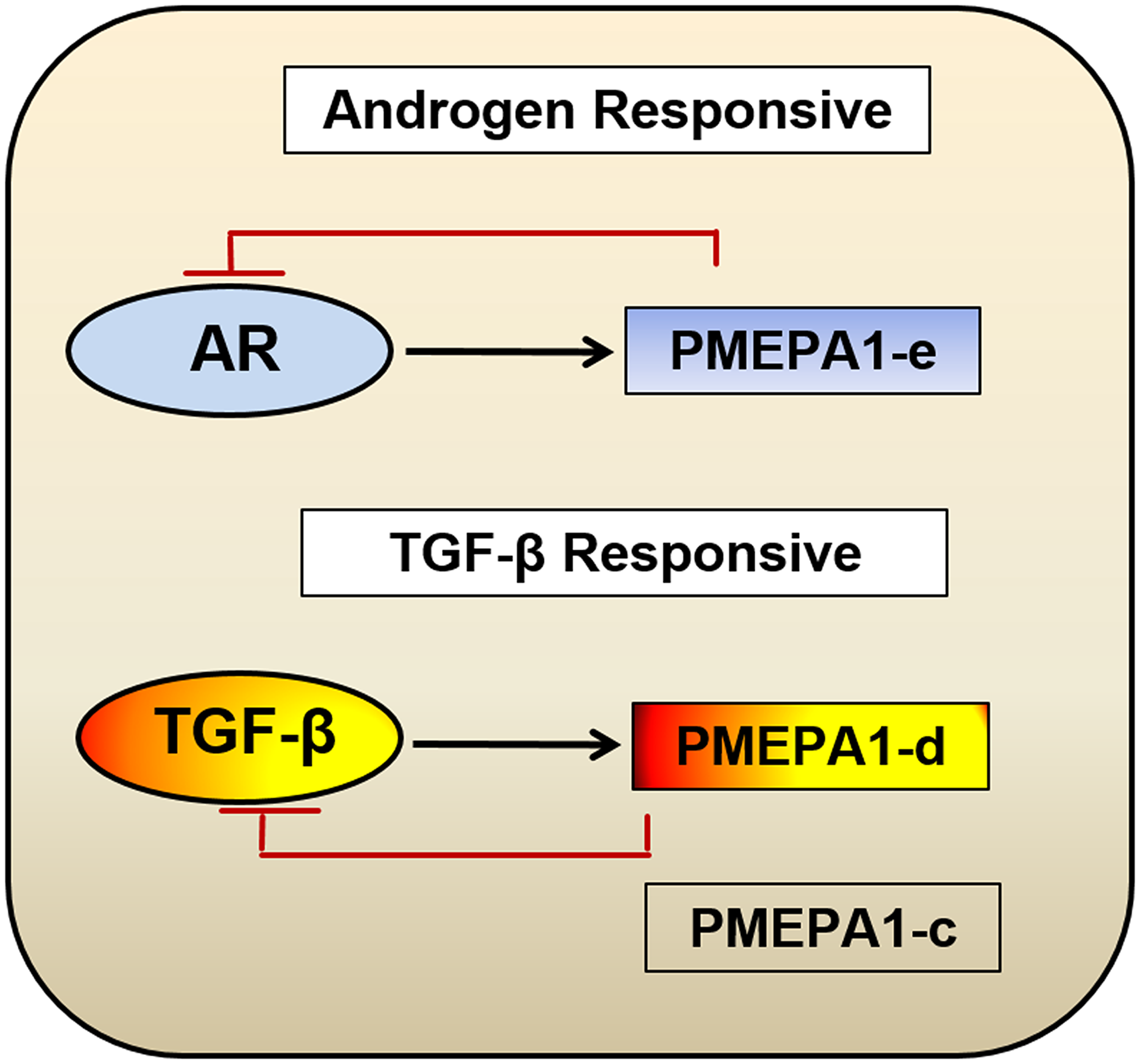 Figure 8: Model for biological function categorization of  PMEPA1 isoforms ( c,  d and  e) in the context of prostate cancer.