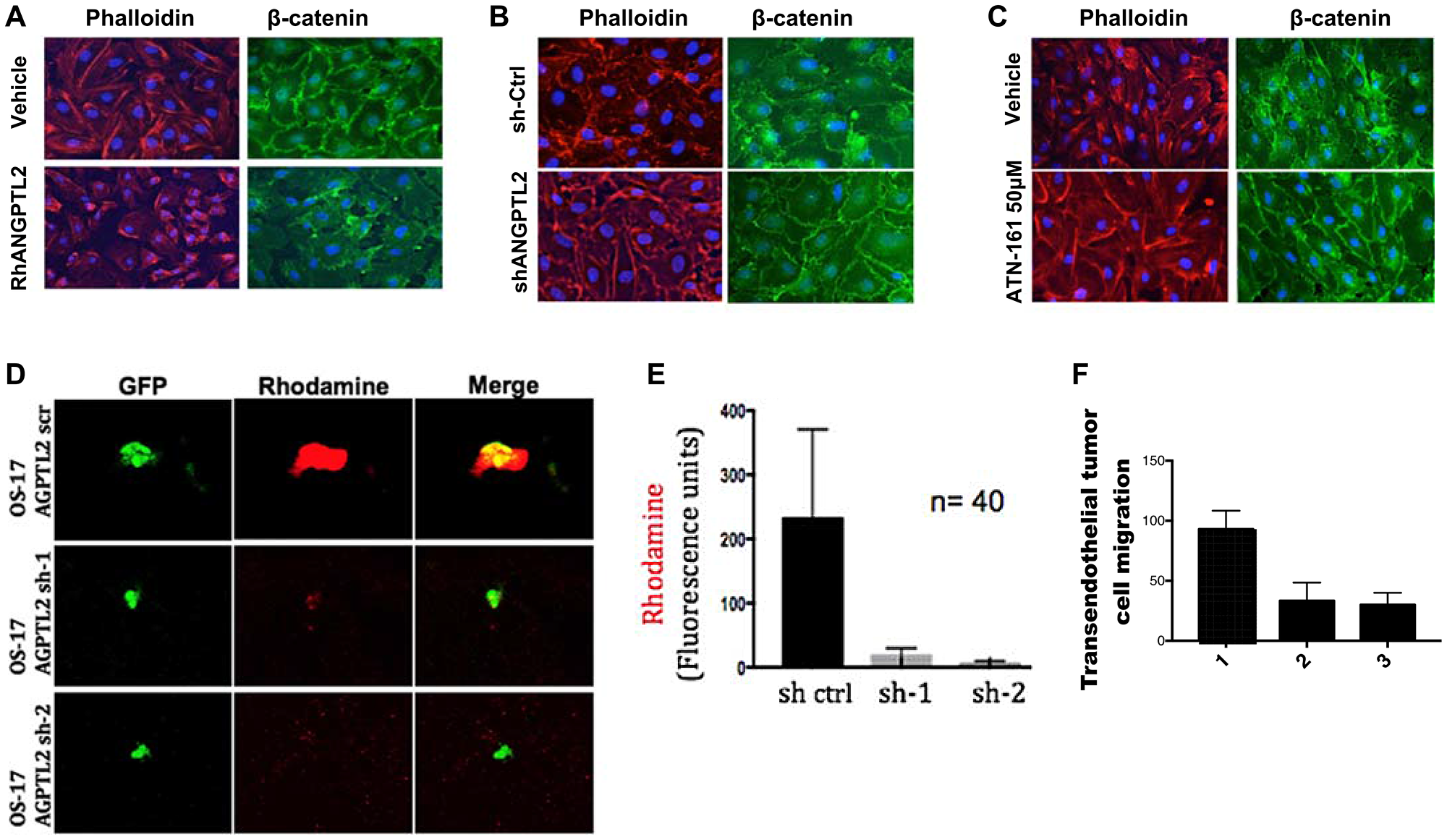 Figure 4: Tumor-secreted ANGPTL2 promotes osteosarcoma metastasis by mediating endothelial monolayer disruption, lung capillary permeability, and trans-endothelial tumor cell migration.