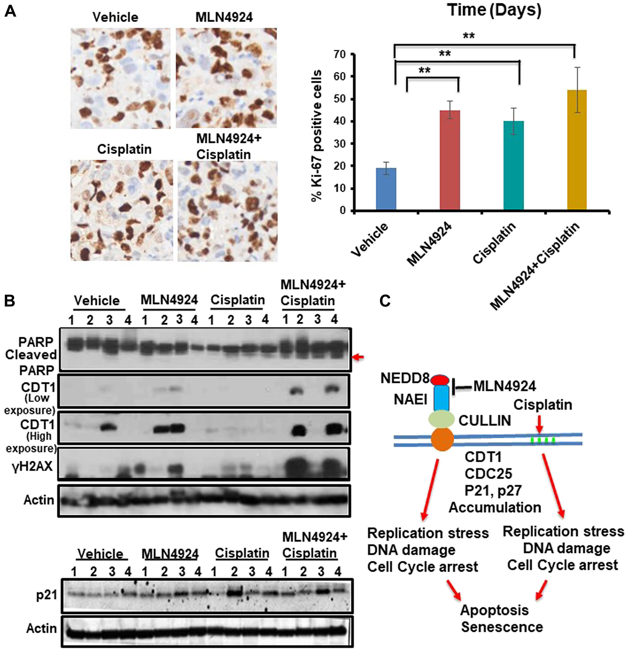 Figure 8: MLN4924 treatment induces DNA damage by stabilizing CDT1 and accumulates the cells in S phase which are enhanced by MLN4924/cisplatin co-treatment.