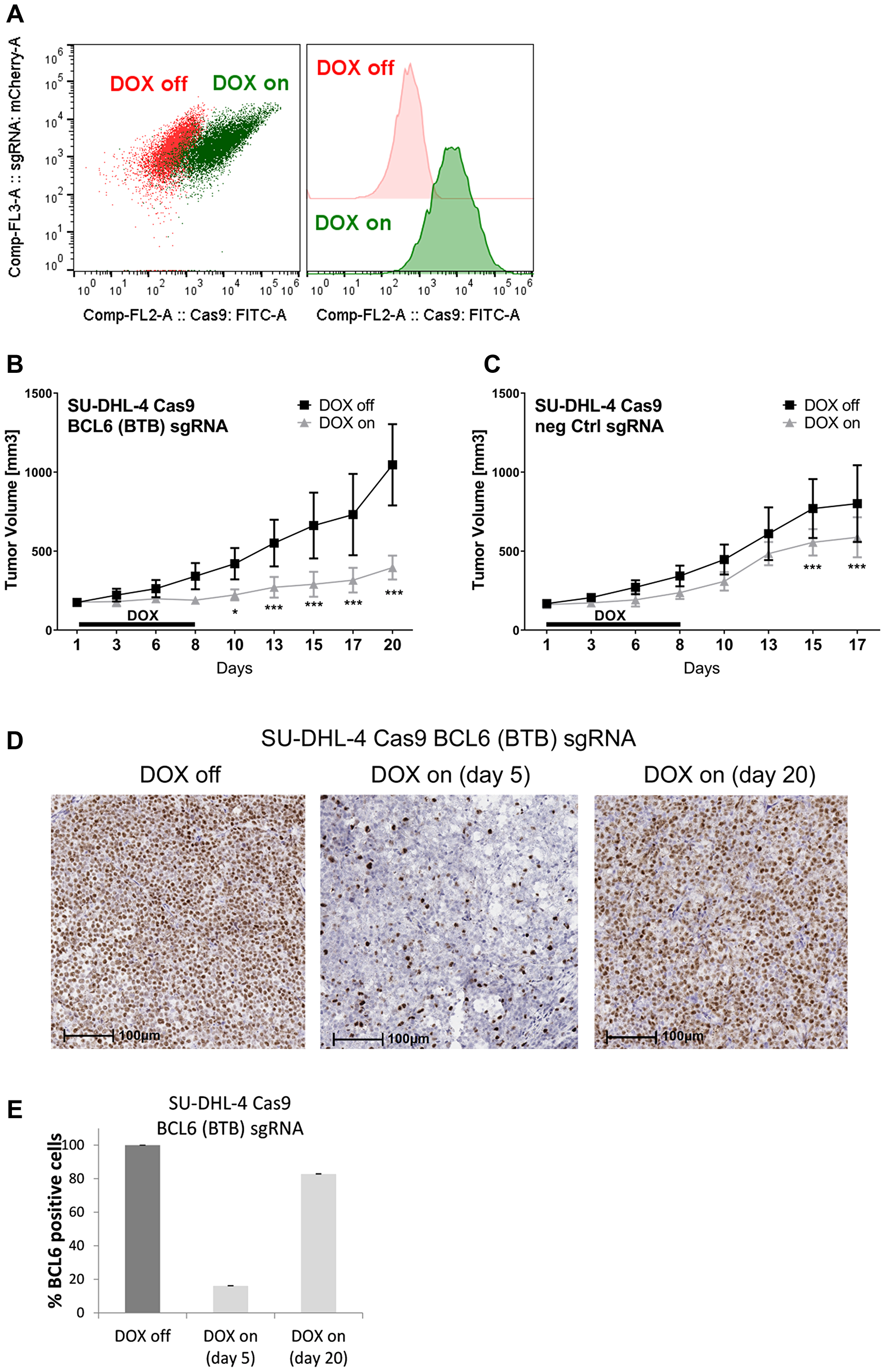 Figure 6: BCL6 knock-out in a DLBCL xenograft induces tumor stasis.