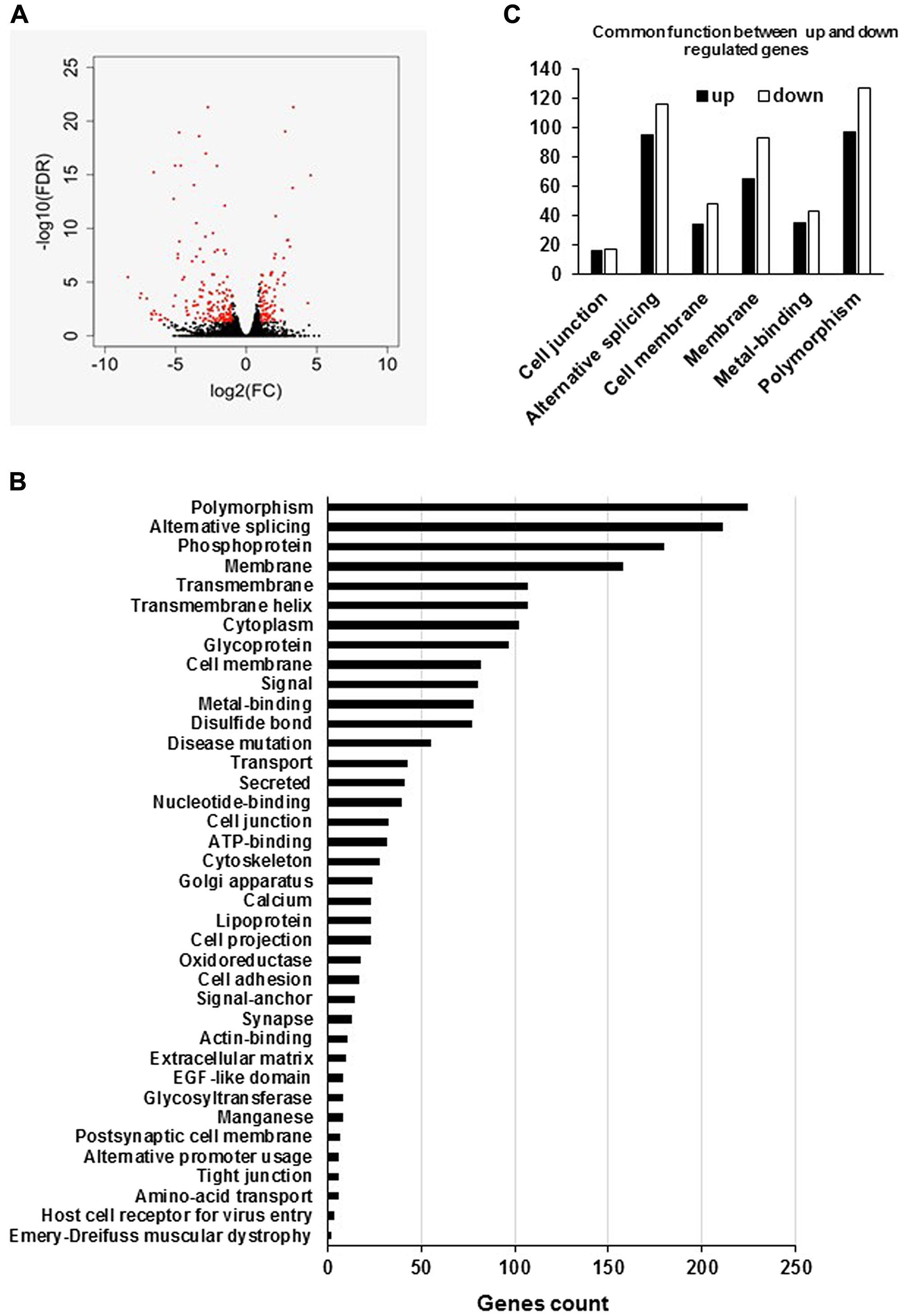 Figure 11: Global analyses of the RNA-Seq data of LNCaP empty vector and LNCaP cells overexpressing hPCL3S (Clone 12).