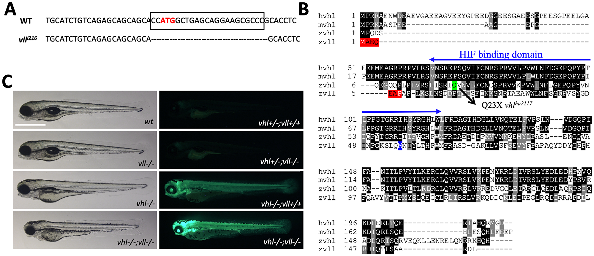 Figure 1: A  vll mutant allele,  vll<sup>216</sup>, is generated by a zinc finger nuclease.