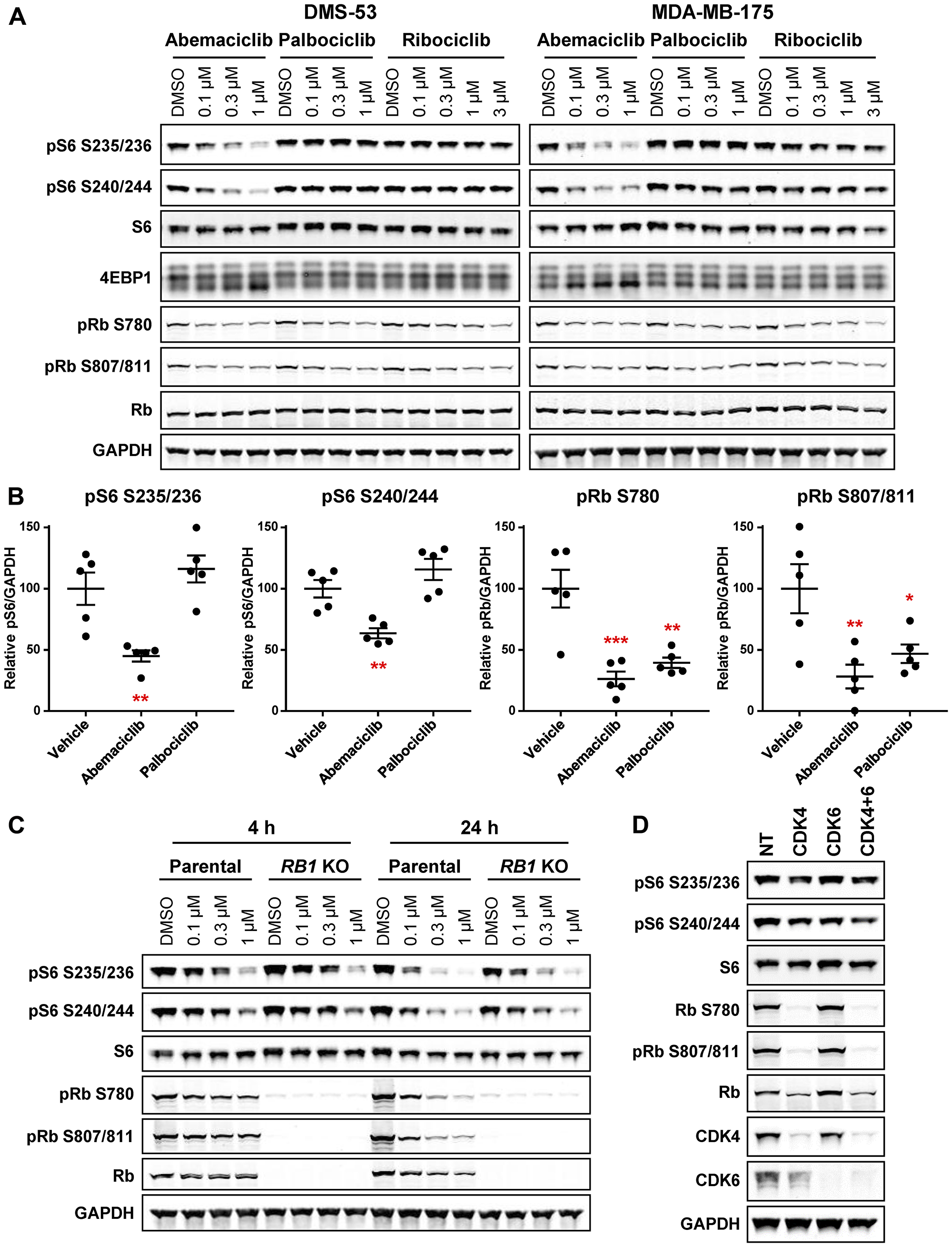 Figure 1: Abemaciclib inhibits S6 phosphorylation independent of effects on CDK4/6 and Rb.
