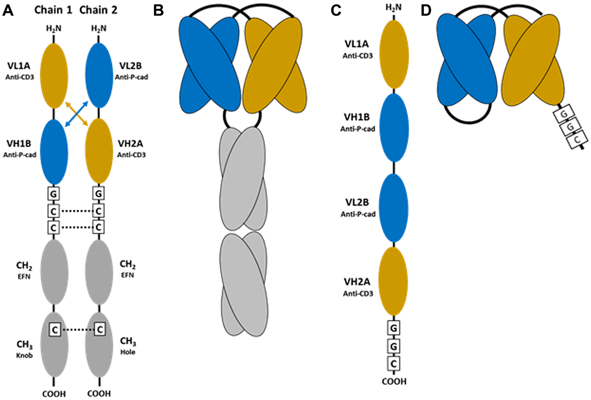 Figure 1: Schematic of the bispecific reagents used in this study.