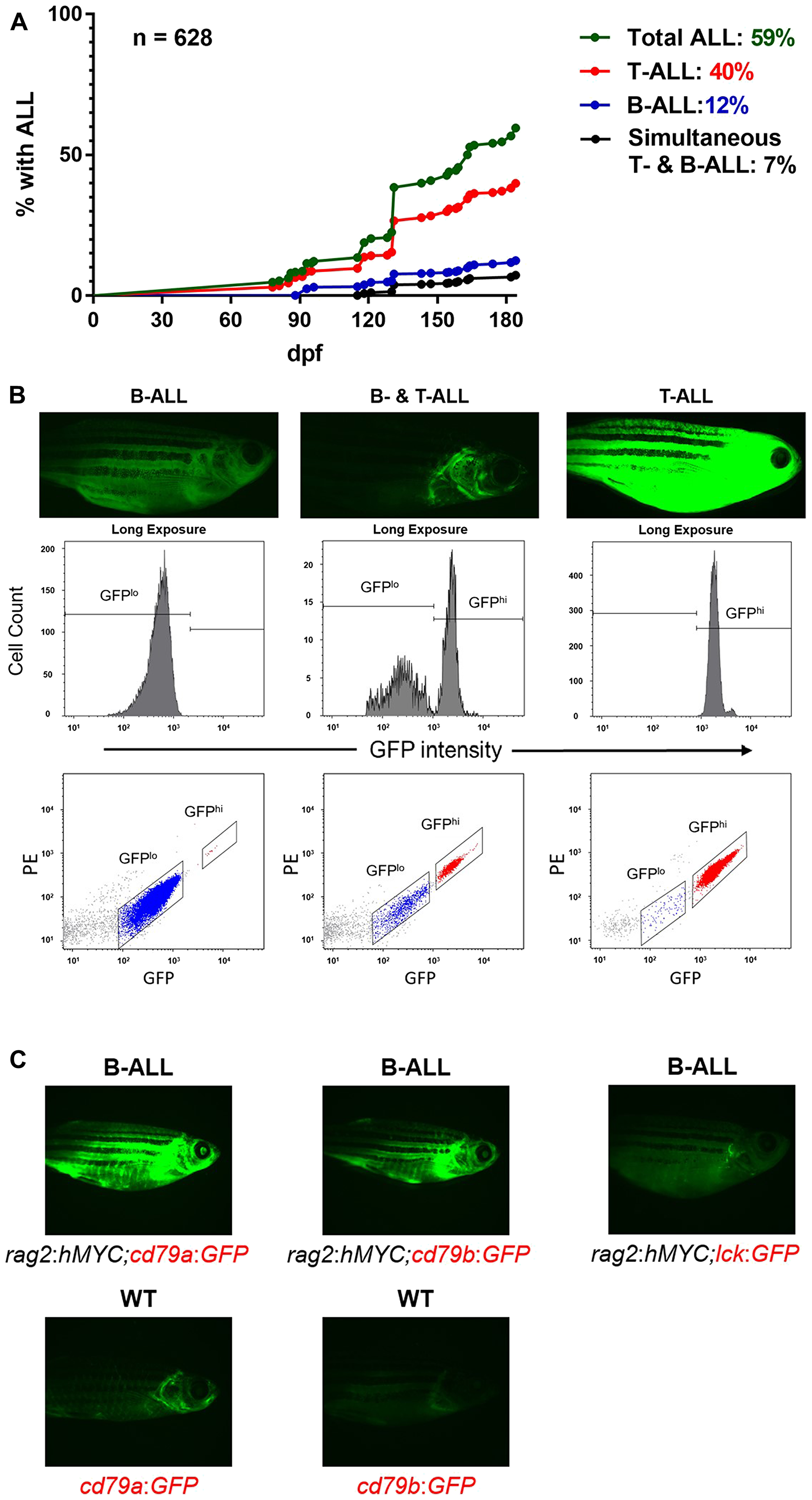 Figure 1: B-ALL in  hMYC zebrafish.
