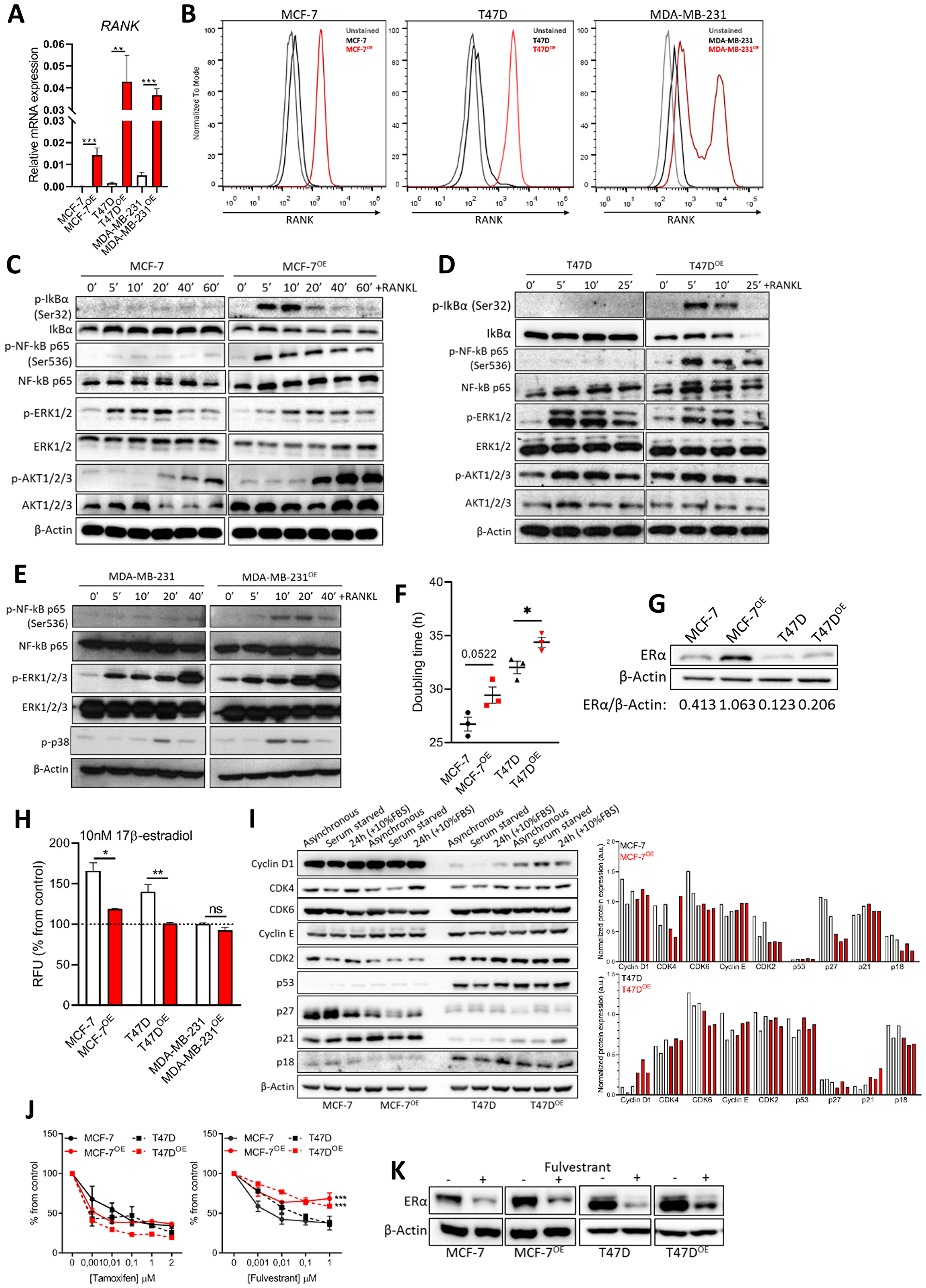 Figure 1: RANK overexpression is associated with altered cell cycle regulators and induced resistance to fulvestrant.