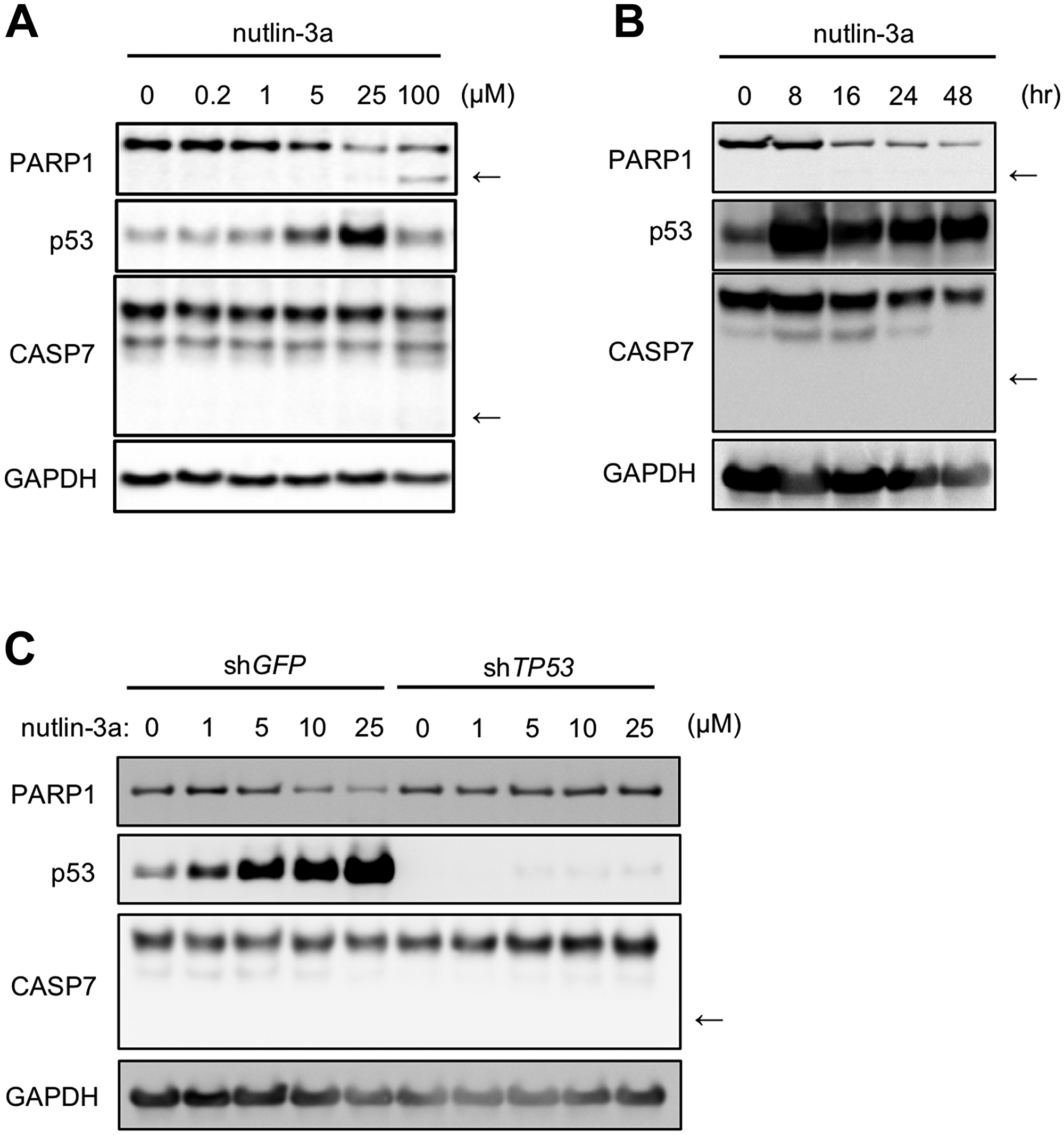 Figure 1: Nutlin-3a reduces PARP1 protein levels in MCF-7 cells, a human breast cancer cell line.