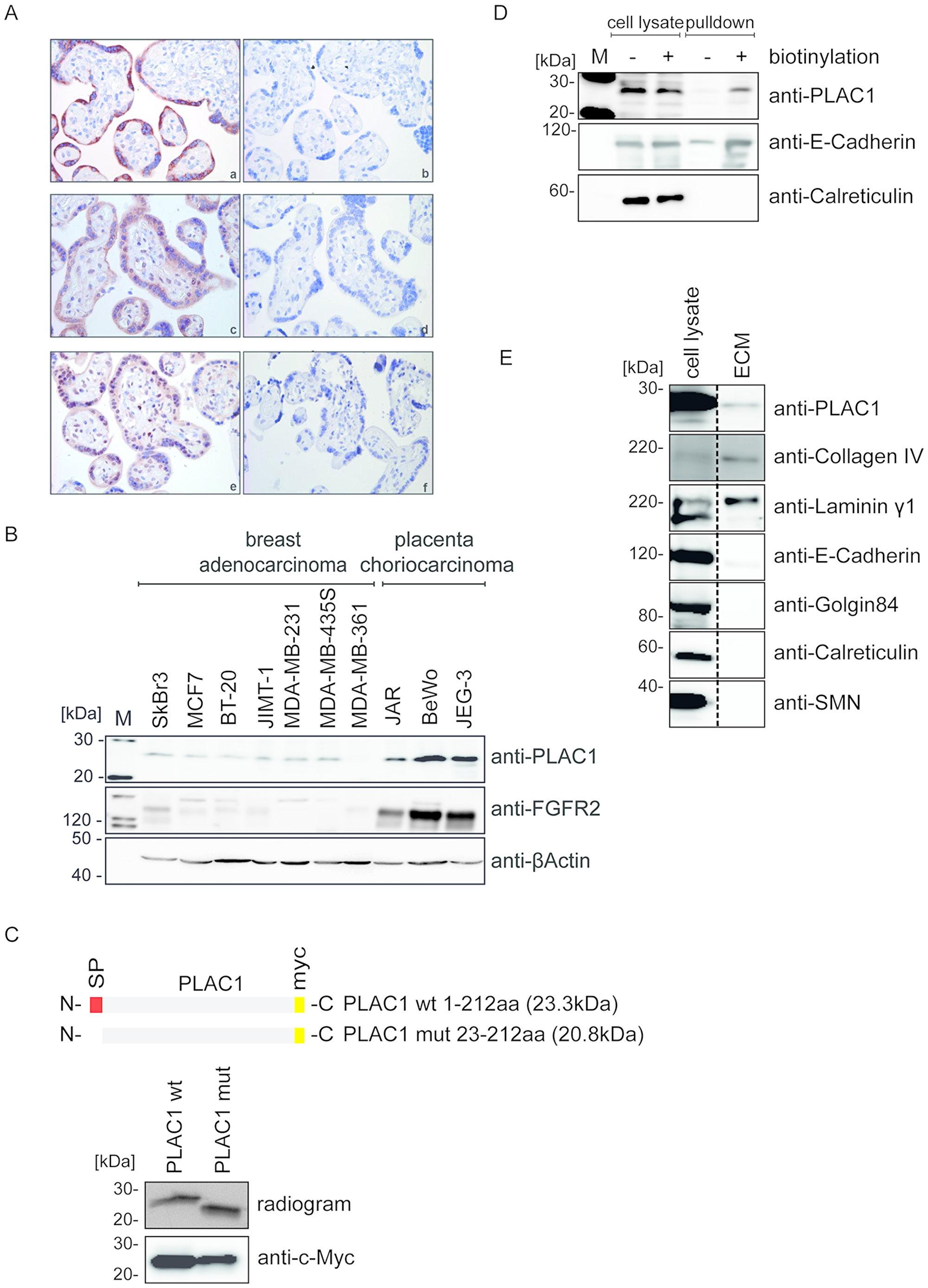 Figure 1: PLAC1 is co-expressed with FGF7 and FGFR2 in placenta and human cancer cells and is released into the ECM.