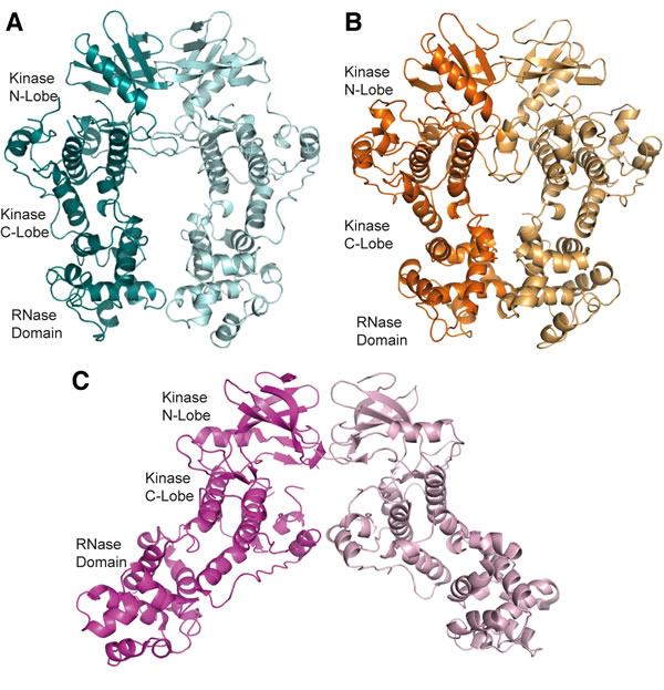 Figure 1: apo-hIRE1 forms a back-to-back dimer. A.
